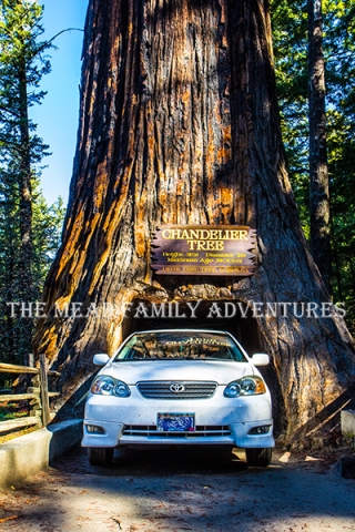 Driving through a Redwood, Chandelier Tree, California