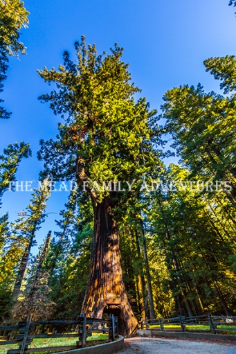 The Chandelier Tree, Leggett, California