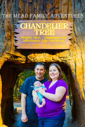 The Mead Family visits the Chandelier Tree, Leggett, California