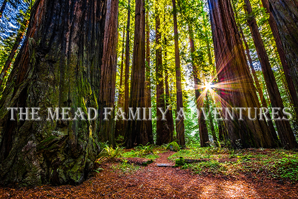 Sunshine through the Giants, Redwood National and State Parks, California