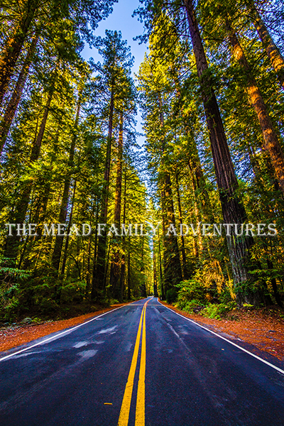 The Lonely Highway, Redwood National and State Parks, California